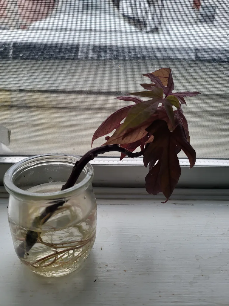 Rooted vine like purple indoor outdoor tropical plant photo 1