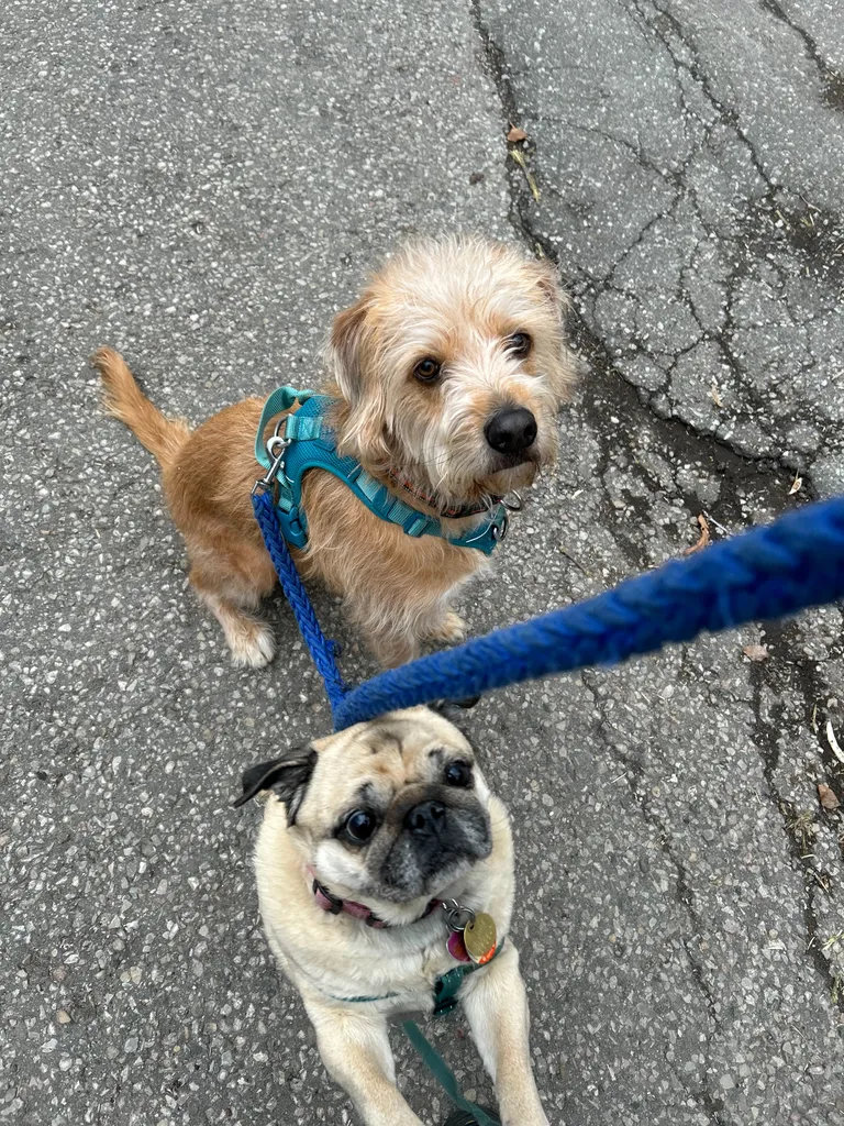 Dog Walking, Petsitting and Childcare! photo 1