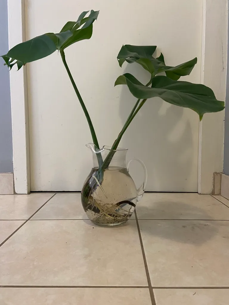 Plant Clipping - Monstera photo 1