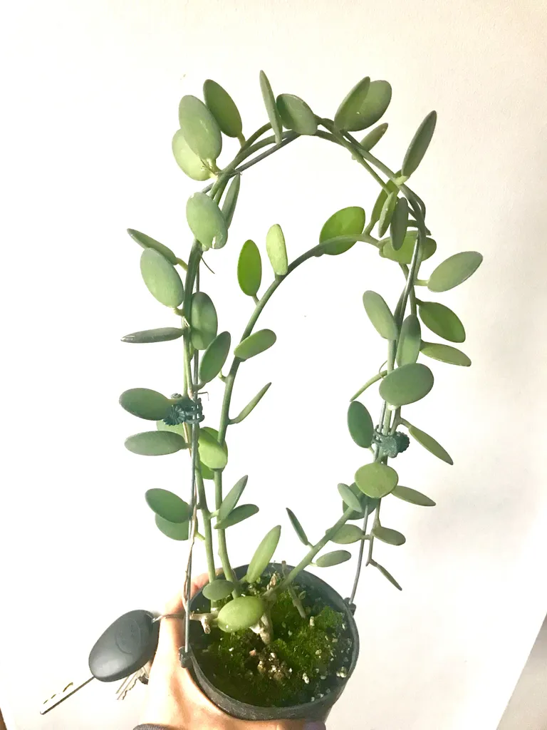 Rare Silver Dollar Vine plant cuttings photo 1