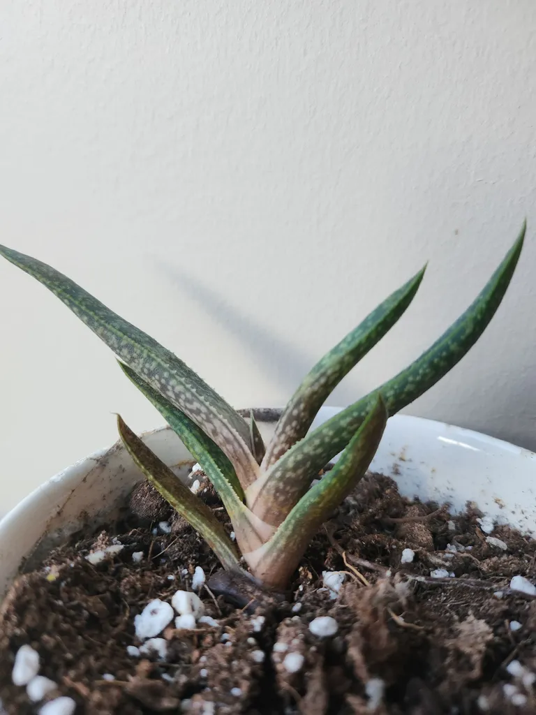 Aloe babies photo 1