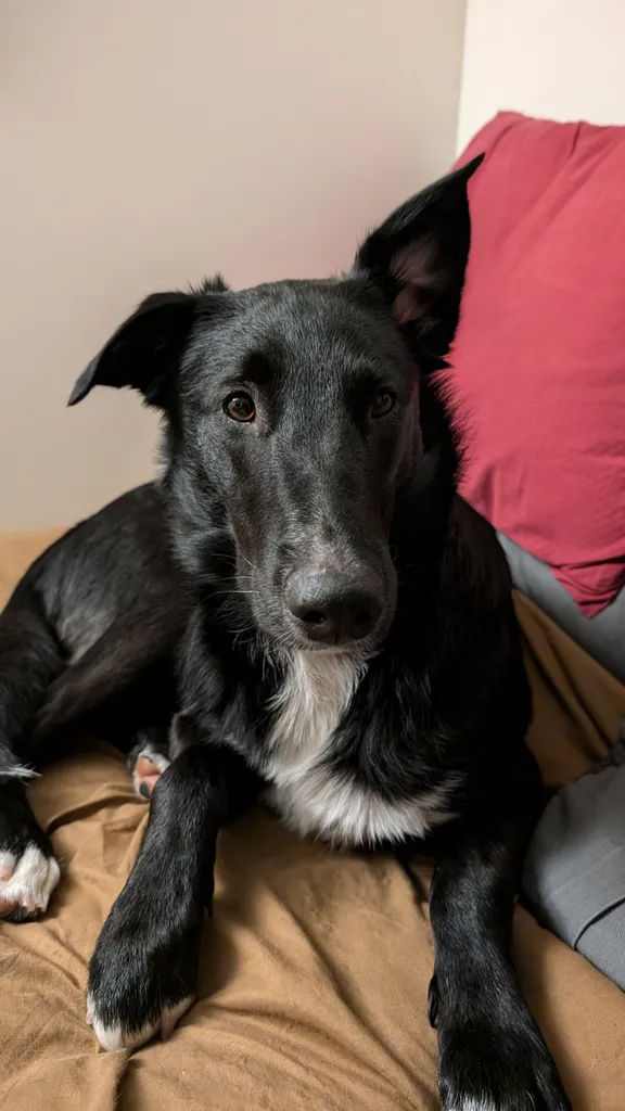 Pet dog supplies photo 1