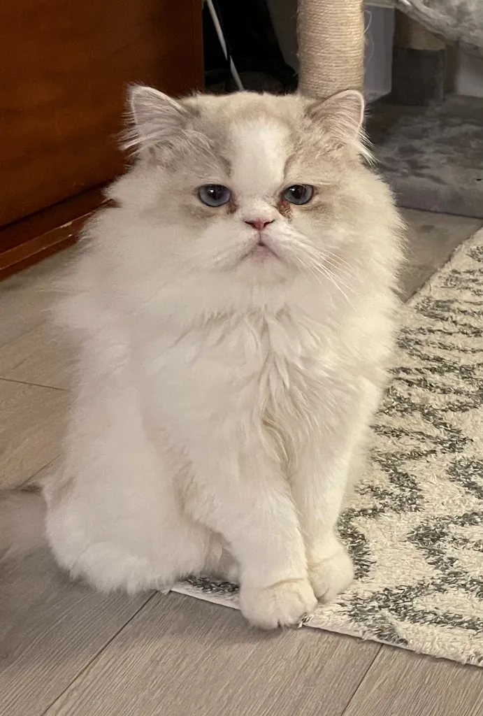 Need Help Cat Sitting  photo 1