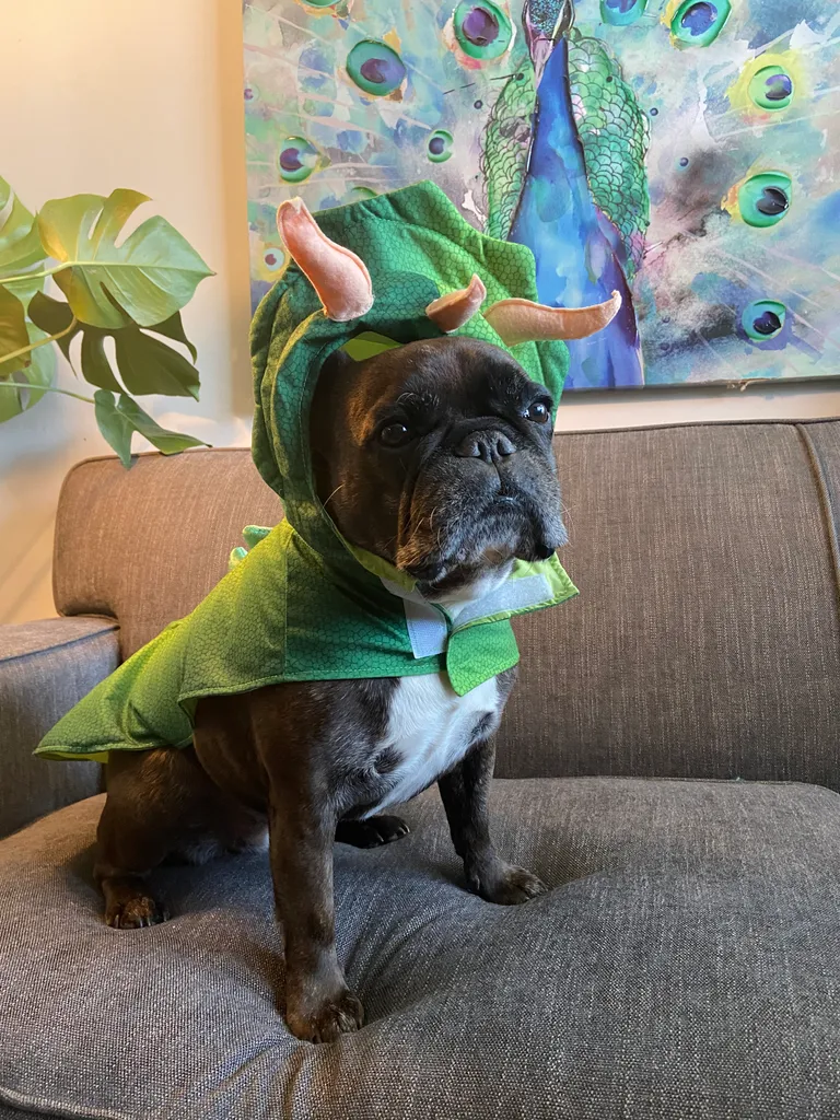 Dog Costume photo 1