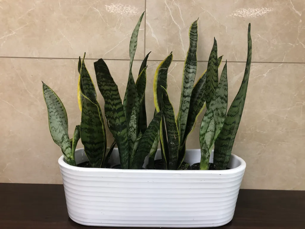 Snack plant  photo 1