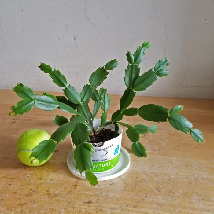 Christmas Plant photo 1