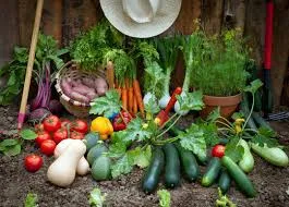 I like to trade vegetables fruits from your garden with plants photo 1