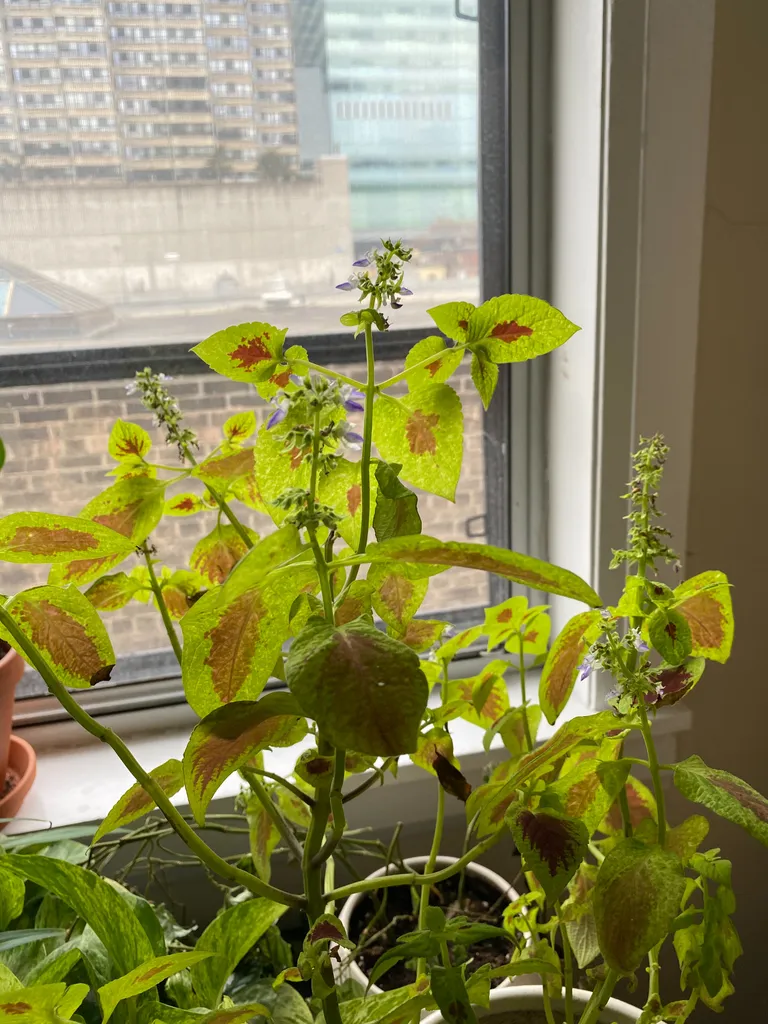 plant cuttings photo 1