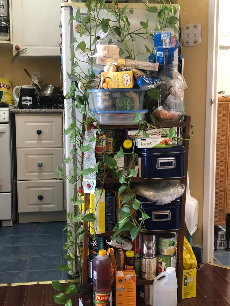 Free Plant Cuttings  photo 1