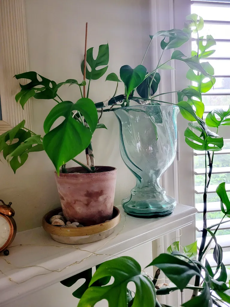 Mini Monstera Clippings  photo 1