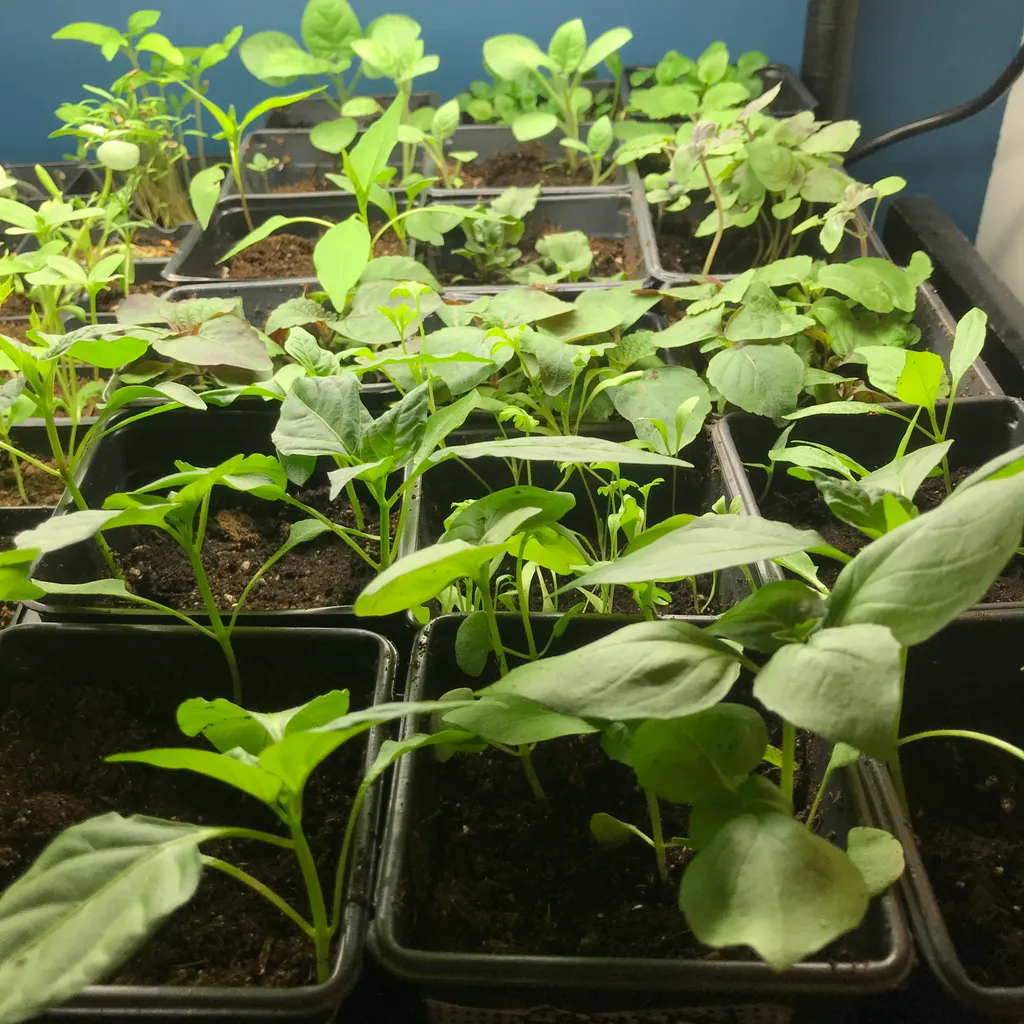 ISO SEEDLINGS  photo 1