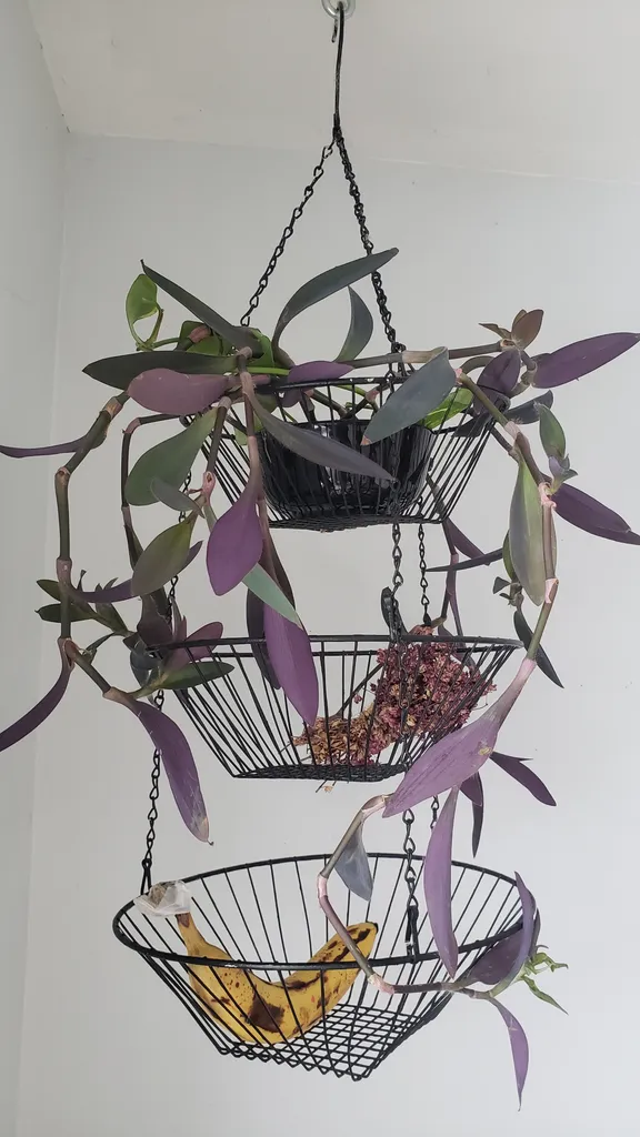 Purple heart clippings (rooted)  photo 1