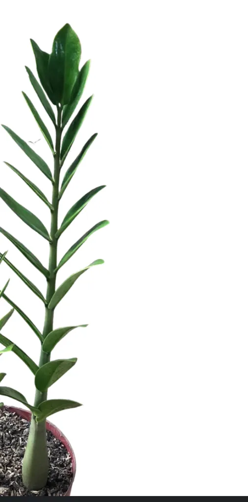 Large potted zz plant stem photo 1