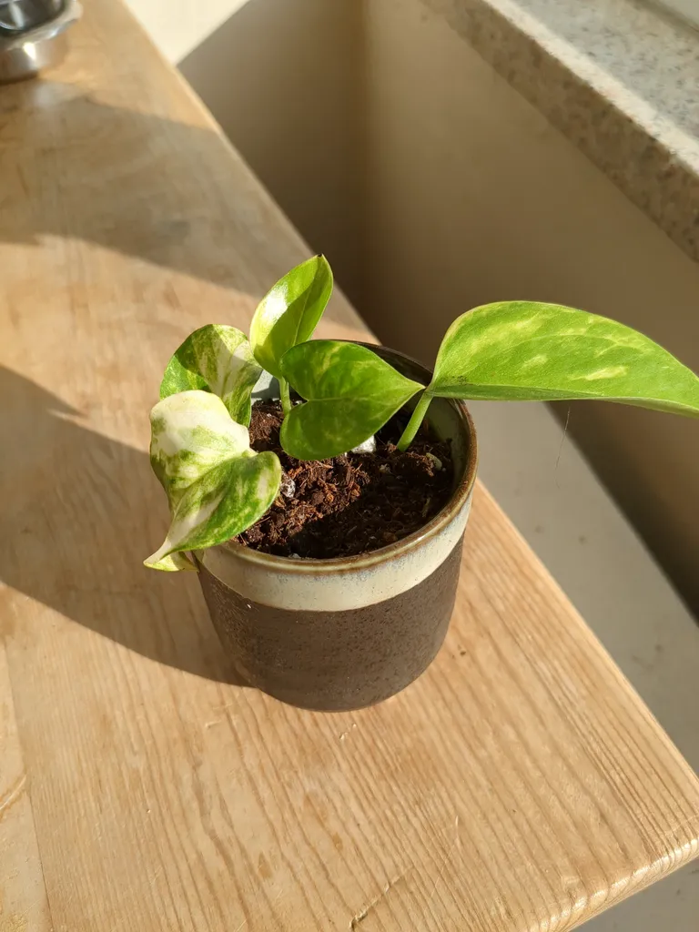 little potted pothos  photo 1