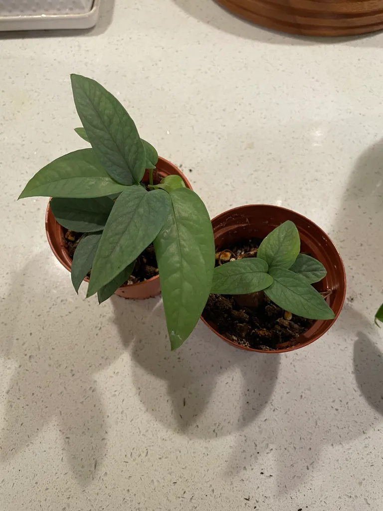 2 cebu blue baby plants photo 1