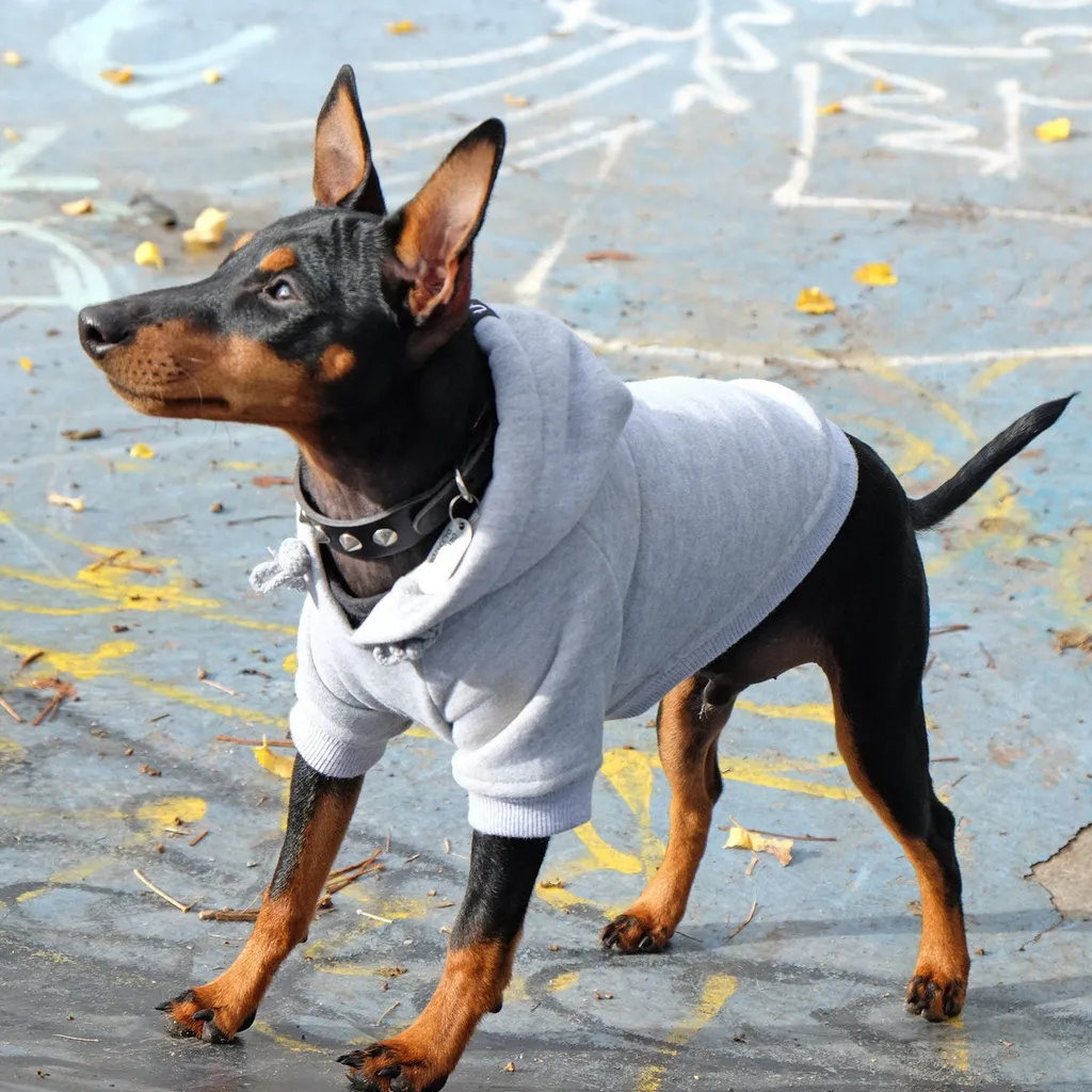 Pet Haus / Rocky Balboa Hoodie / Large photo 1