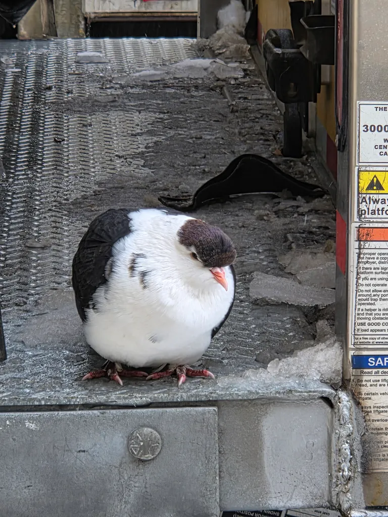 Anyone know what type of bird this is photo 1