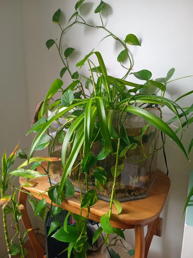 Planted Aquarium photo 1