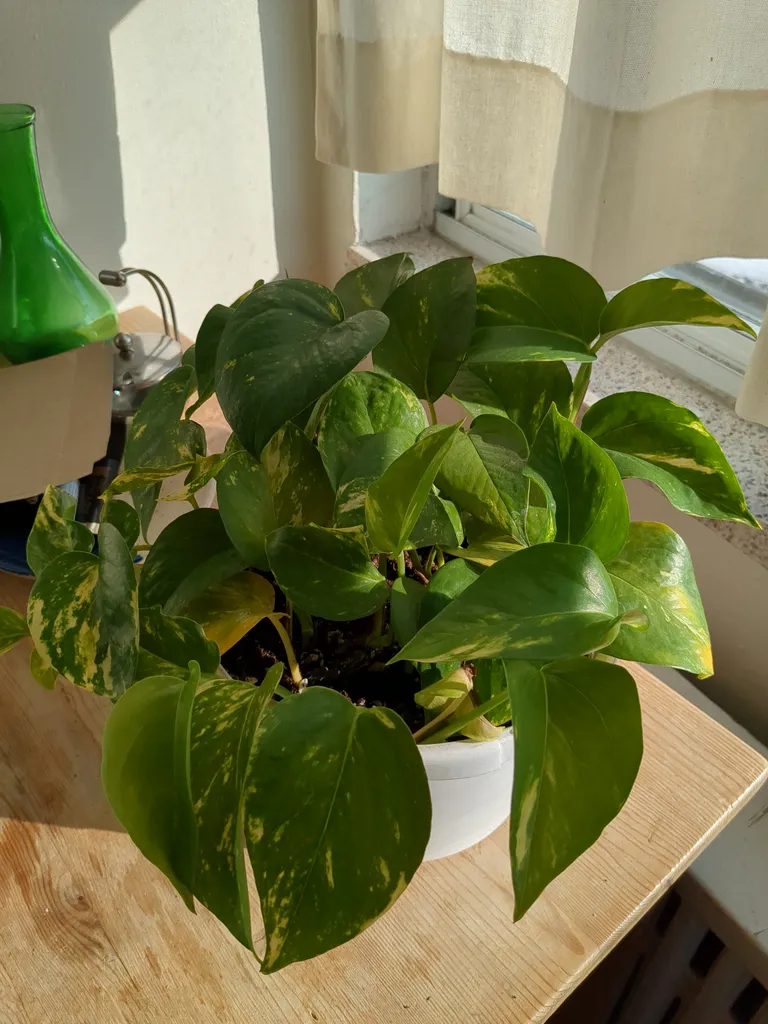 big ol pothos photo 1