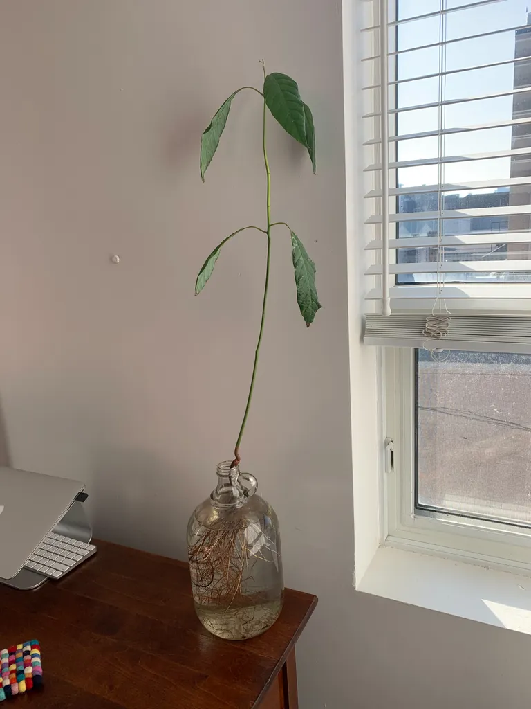 Avocado plants  photo 1