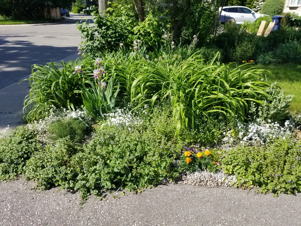 Plants for your garden photo 1