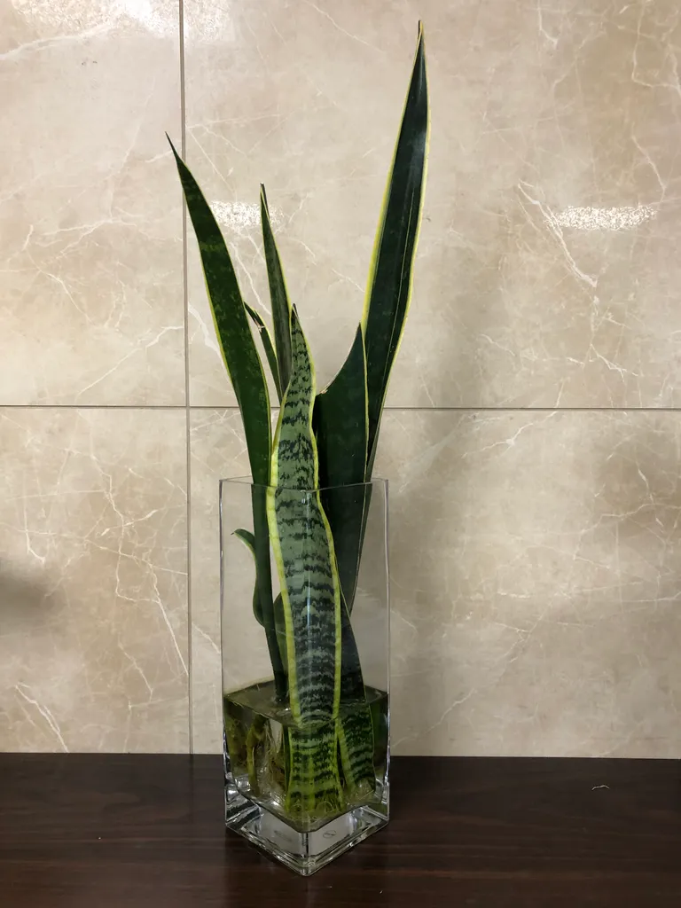Hydraulic snake plant with vase photo 1