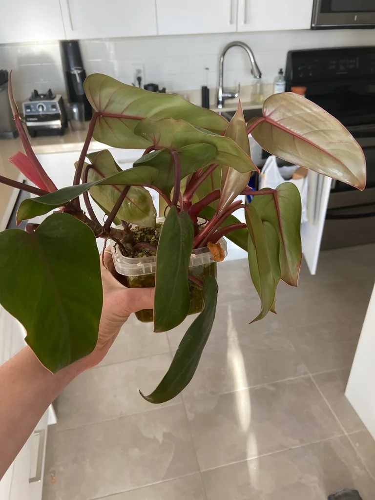 Philodendron Red Emerald Cuttings photo 1