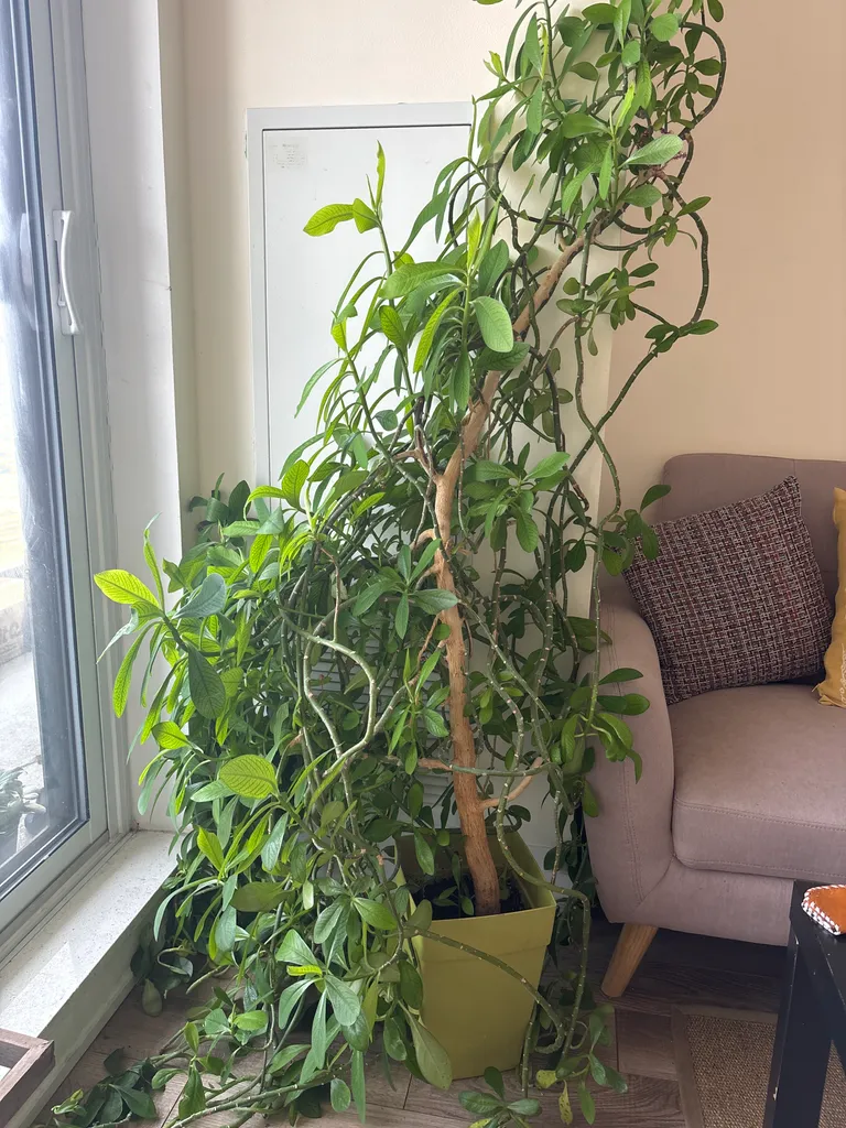 African milk bush  photo 1