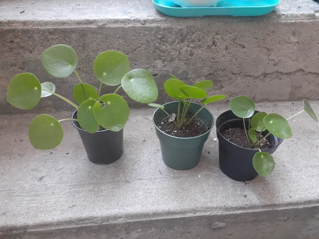 Baby pilea plants  photo 1