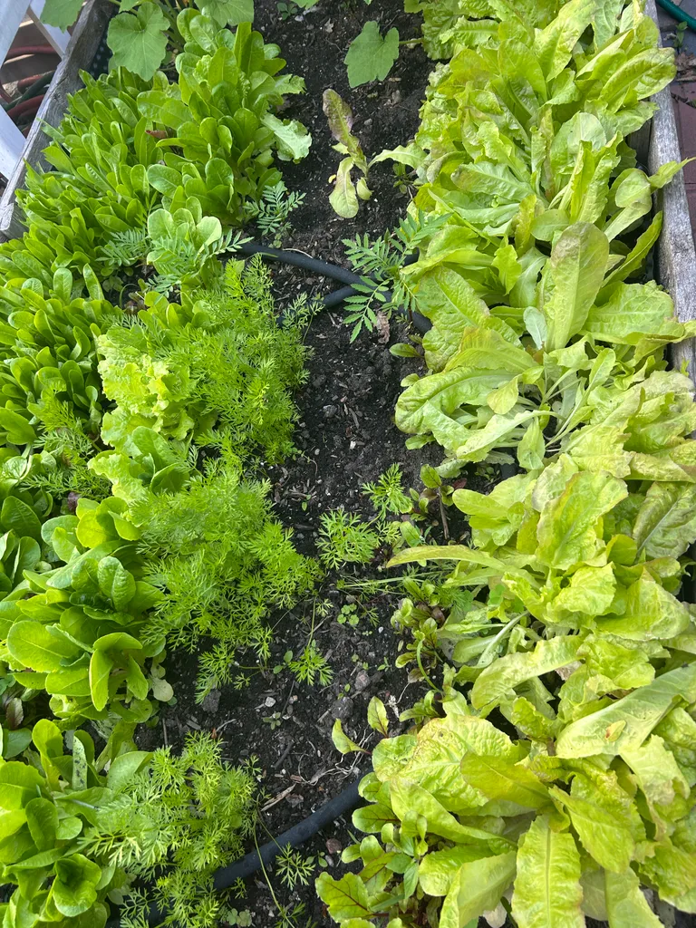 Garden lettuce photo 1