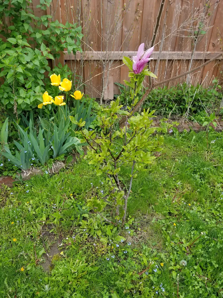 Various plants for your garden photo 1