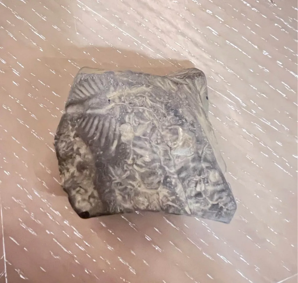 Partial trilo butt (trilobite pygidium)  photo 1