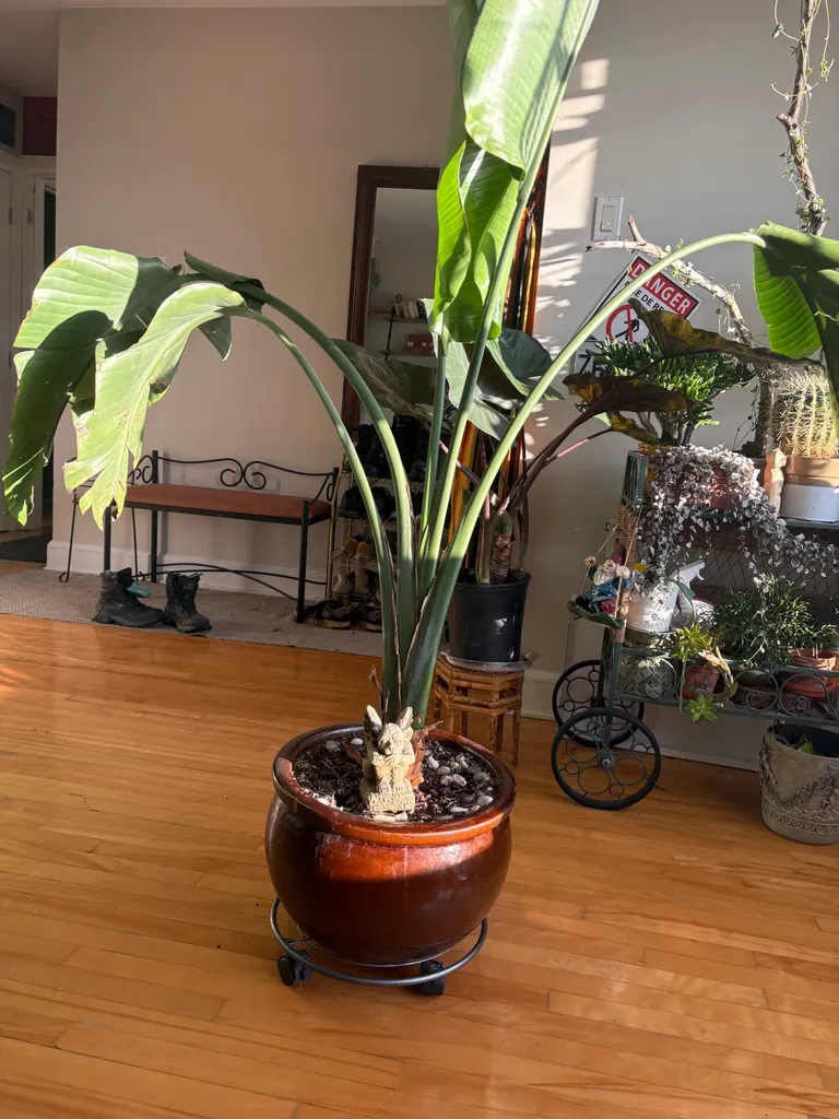 Bird of paradis photo 1