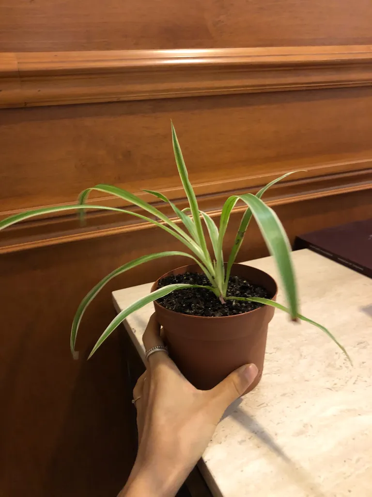 Spider plant  photo 1
