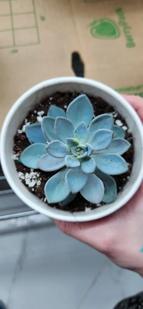 Echeveria ghost plant hybrid photo 1