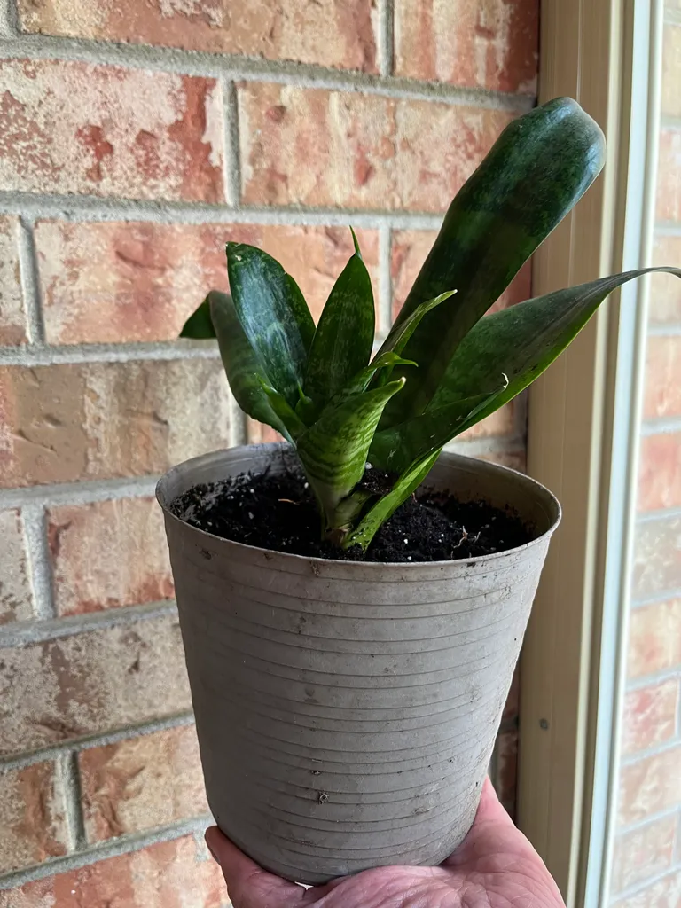 SNAKE PLANT BIRDS NEST VARIETY photo 1