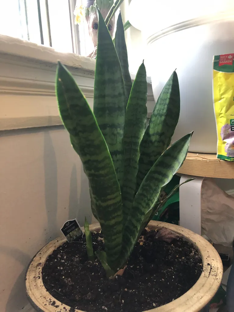 Snake Plant photo 1