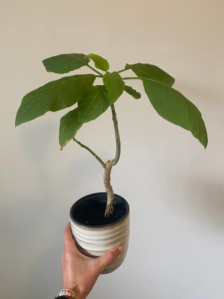 Brugmansia plants photo 1