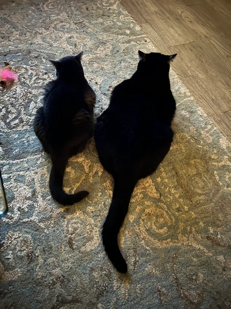 Cat Related ISO photo 1