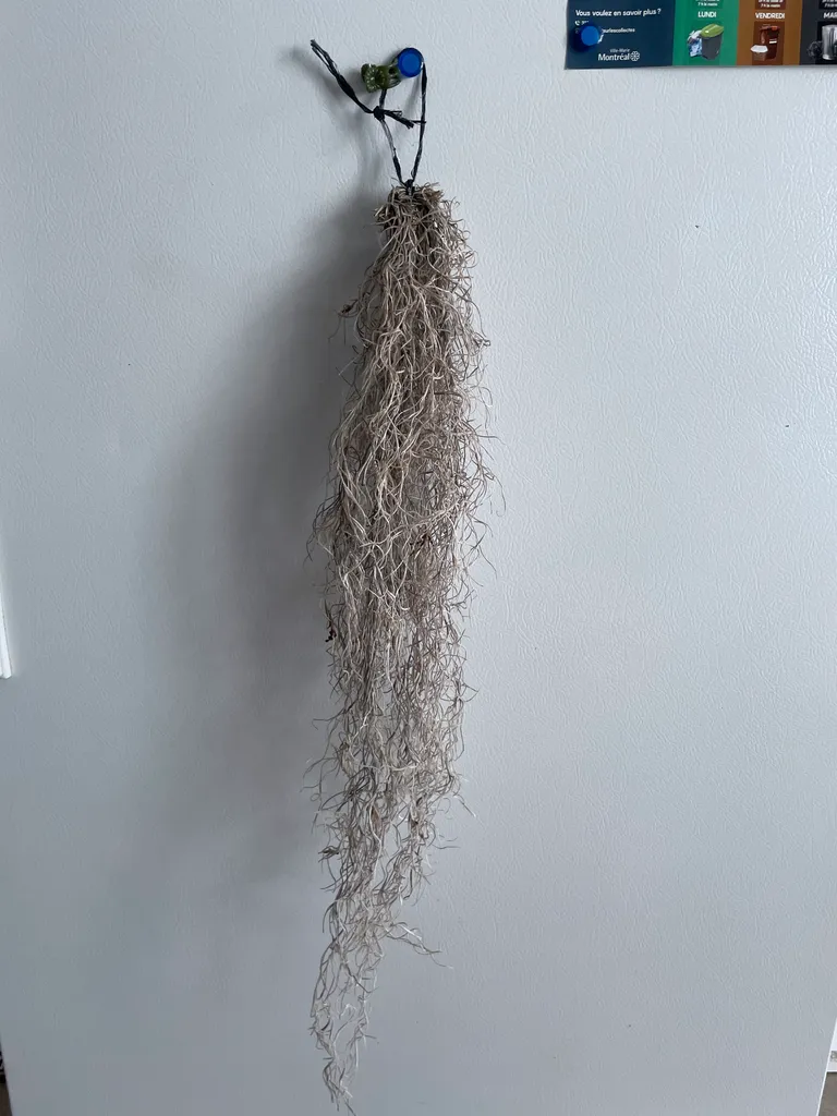 spanish moss air plant photo 1