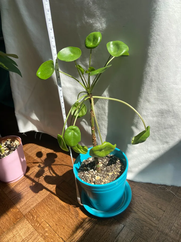 Plant exchange  photo 1