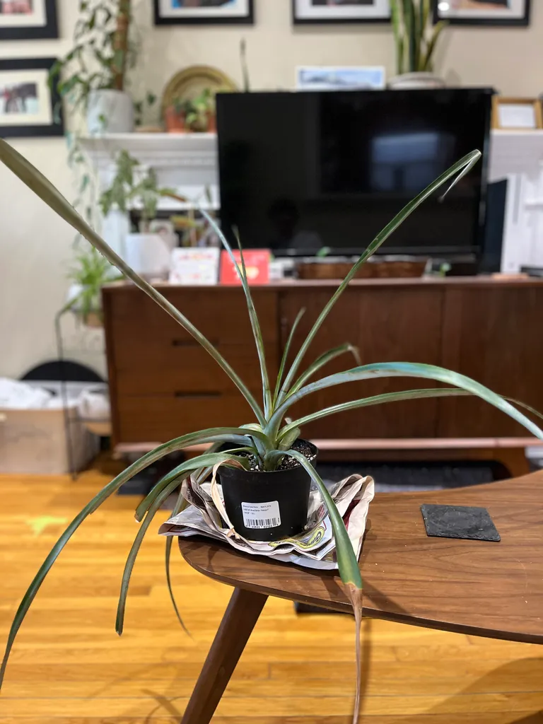 Pineapple plant 🍍  photo 1