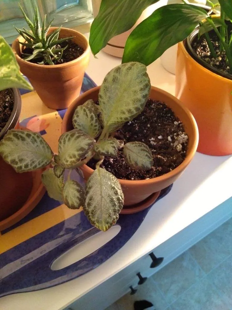 Houseplants photo 1