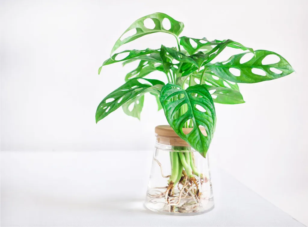 ISO: Monstera clippings  photo 1