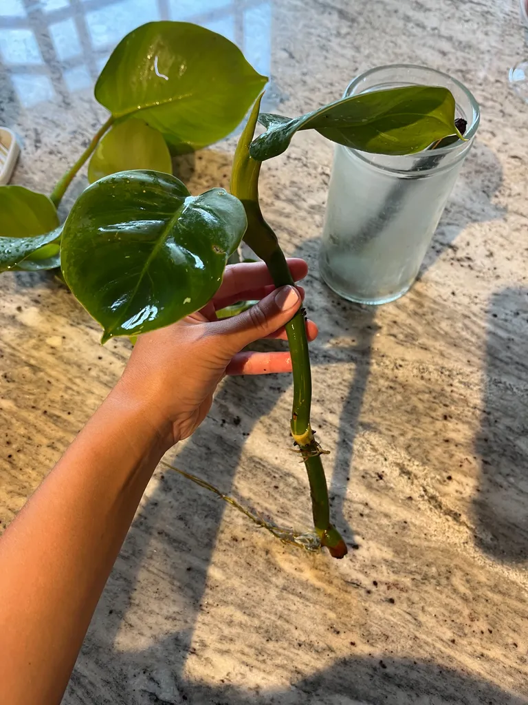 White Wizard Cuttings  photo 1