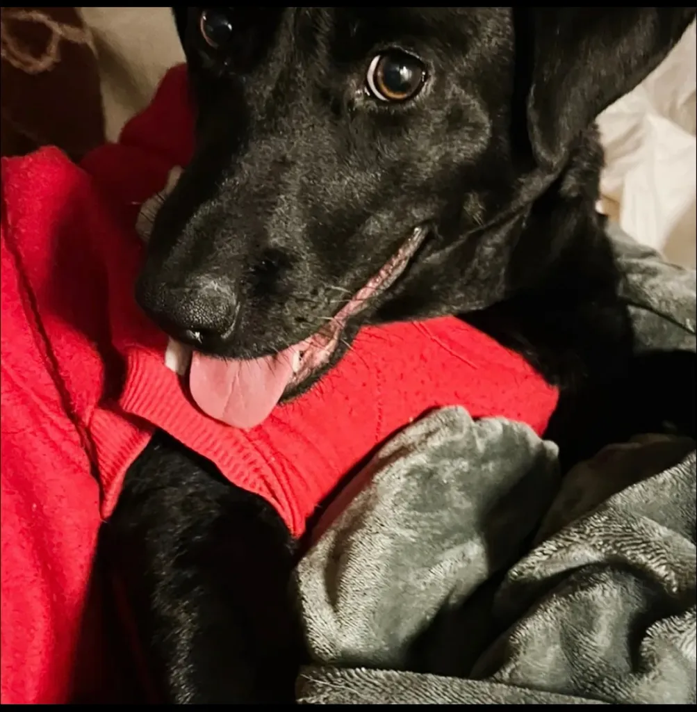 ISO OF DOG SITTER photo 1