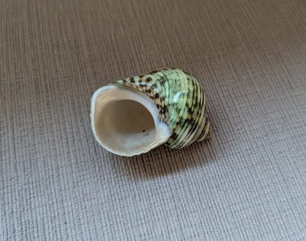Seashell photo 1