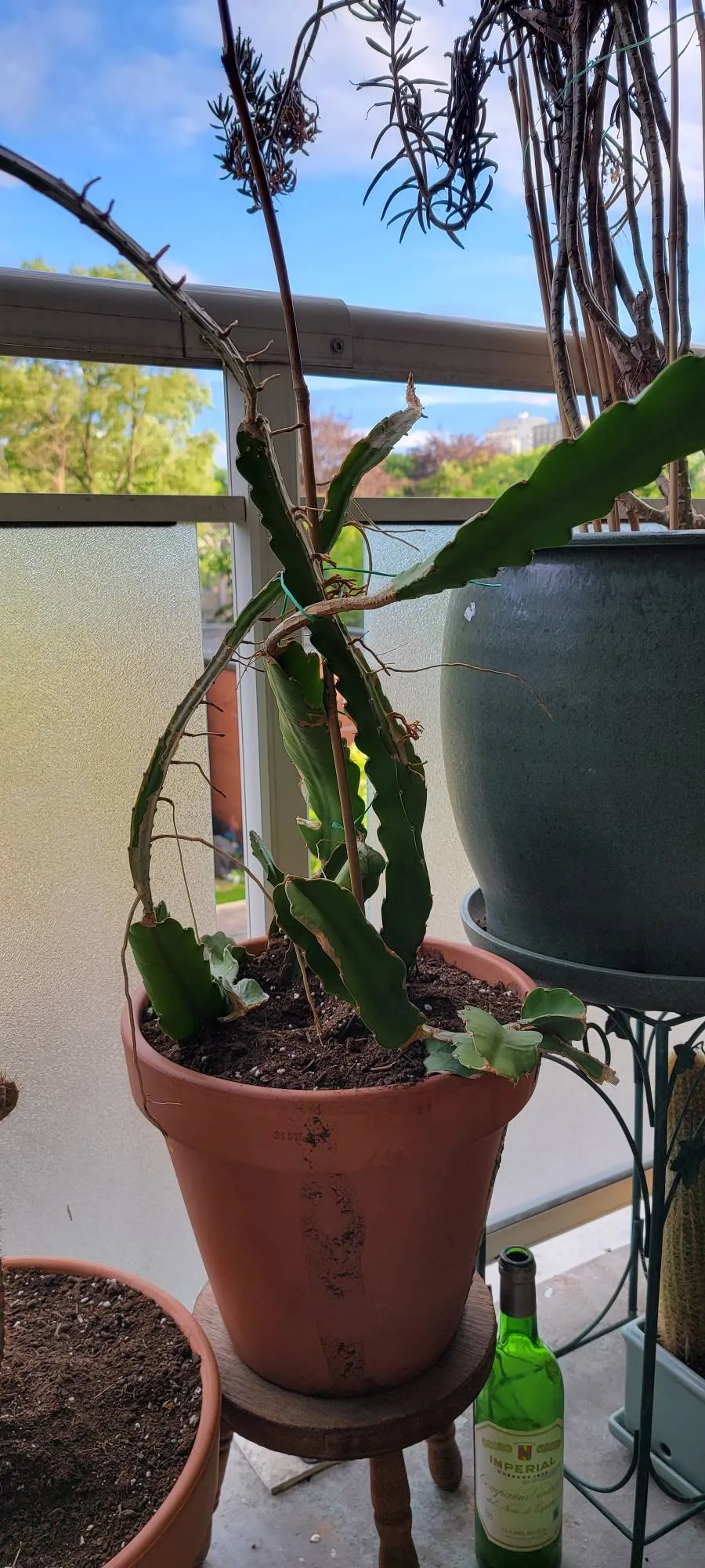 Cactus/succulent photo 1