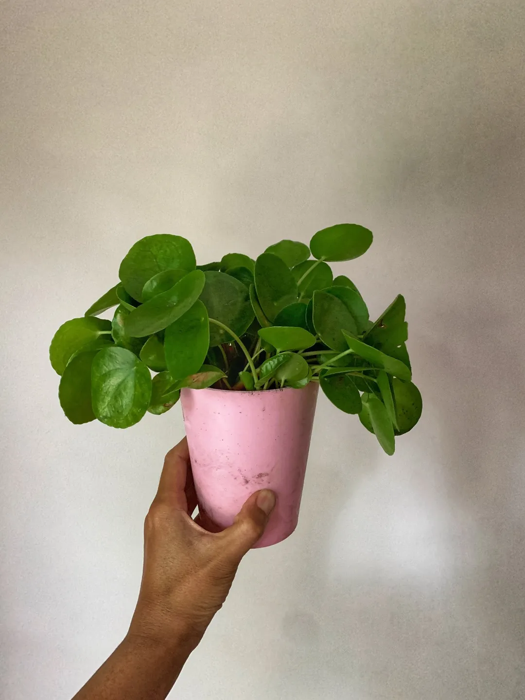 Free Pilea Babies photo 1