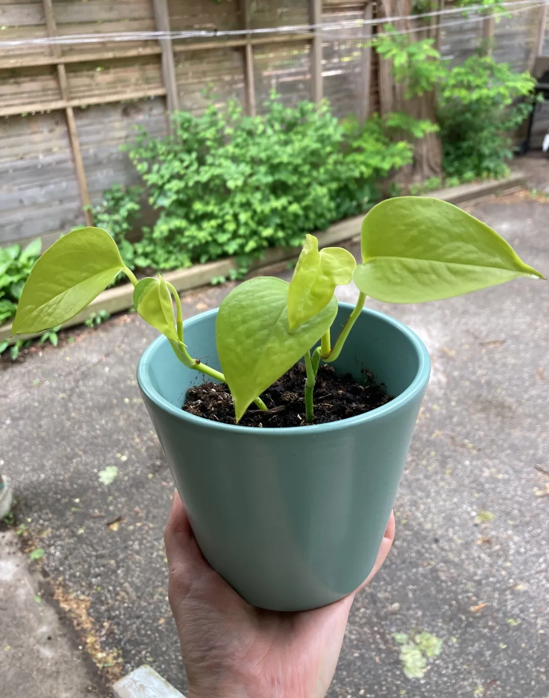 Neon Pothos (with pot) photo 1